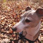 Alicia Richard-Fortin Profile Picture