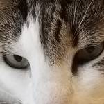 Bissolati Profile Picture