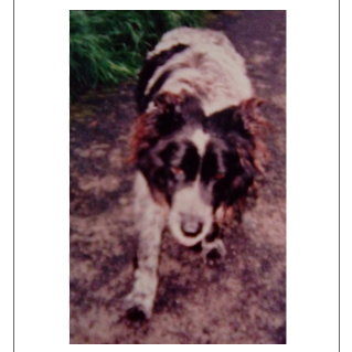 Bramble the Collie's Secrets to Living to Age 25 – V-dog