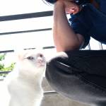 Tofuapanao Profile Picture