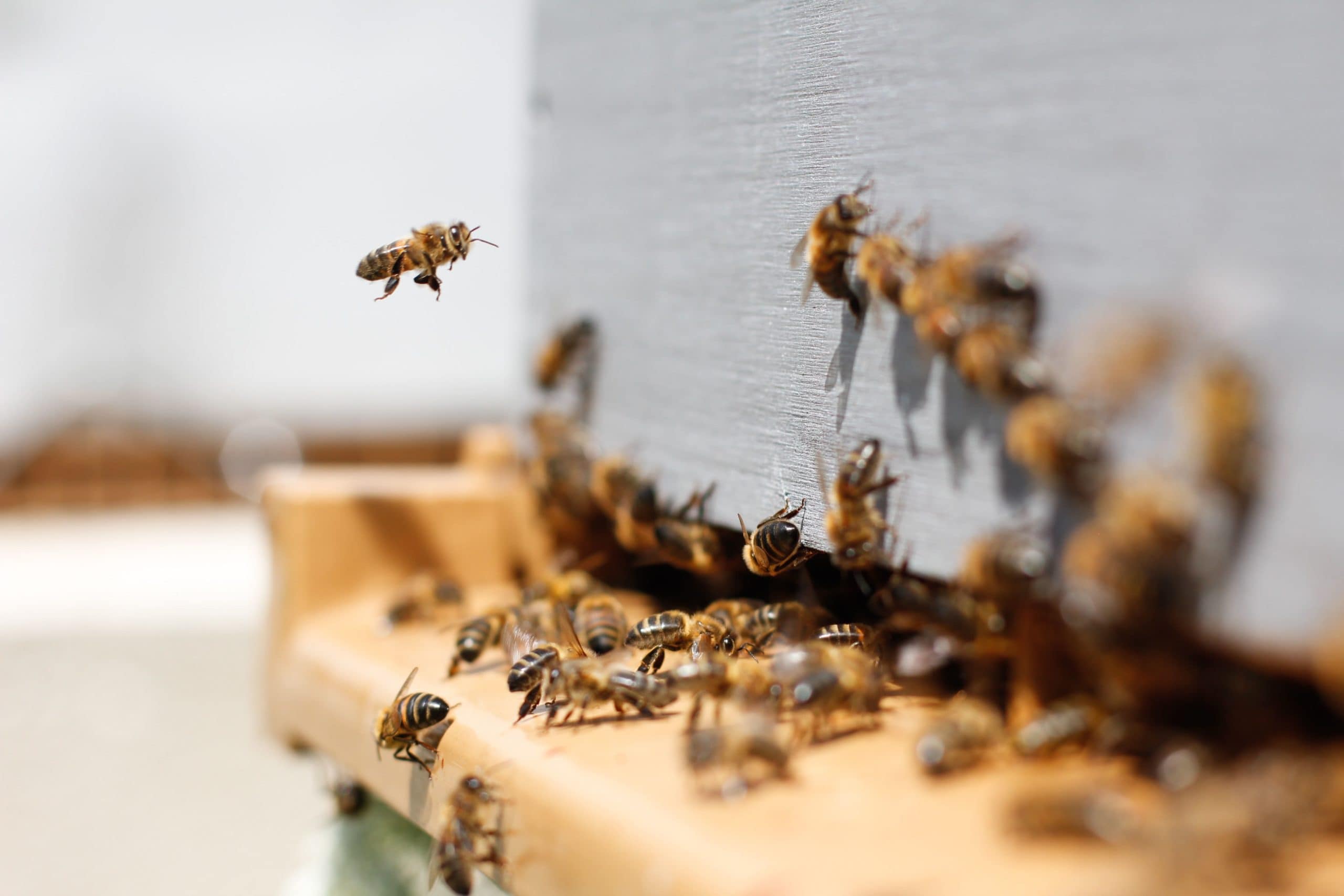 A complete vegan guide to why bees are important