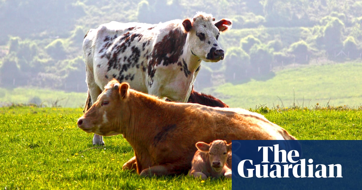 Going vegan: can switching to a plant-based diet really save the planet? | Veganism | The Guardian