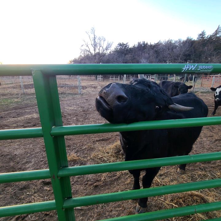 petcows41 (@riverviewrescue)  | TikTok