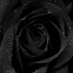 Red Rose profile picture