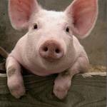 Claire Nelman Profile Picture
